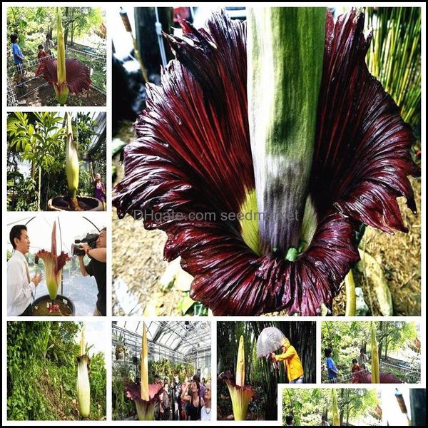 garden decorations 50pcs mix colors bonsai beautif corpse flower of indonesia the worlds largest diy home garden plants so rare soif otufn
garden decorations 50pcs mix colors bonsai beautif corpse flower of indonesia the worlds largest diy home garden plants so rare soif otufn