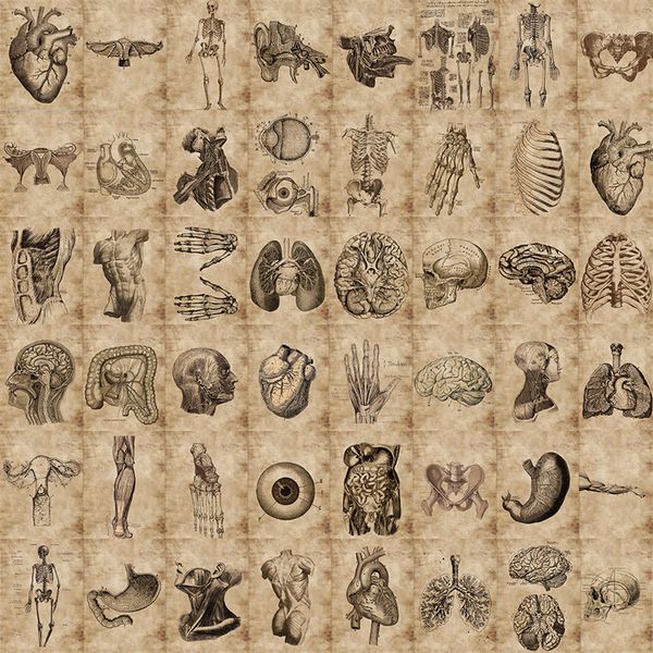 56pcs creative anatomy and physiology stickers the human skeleton graffiti stickers for diy luggage lapbicycle sticker
56pcs creative anatomy and physiology stickers the human skeleton graffiti stickers for diy luggage lapbicycle sticker