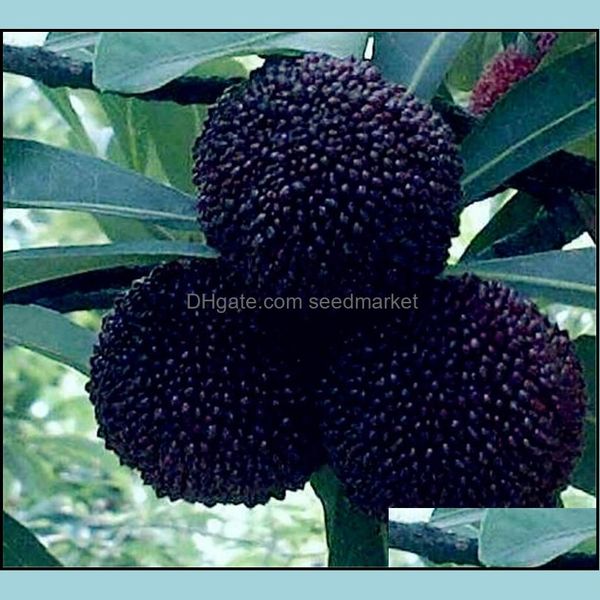other garden supplies patio lawn home sweet myrica rubra seeds 10pcs/bag rare organic exotic tropical fruit tree se otkih
other garden supplies patio lawn home sweet myrica rubra seeds 10pcs/bag rare organic exotic tropical fruit tree se otkih