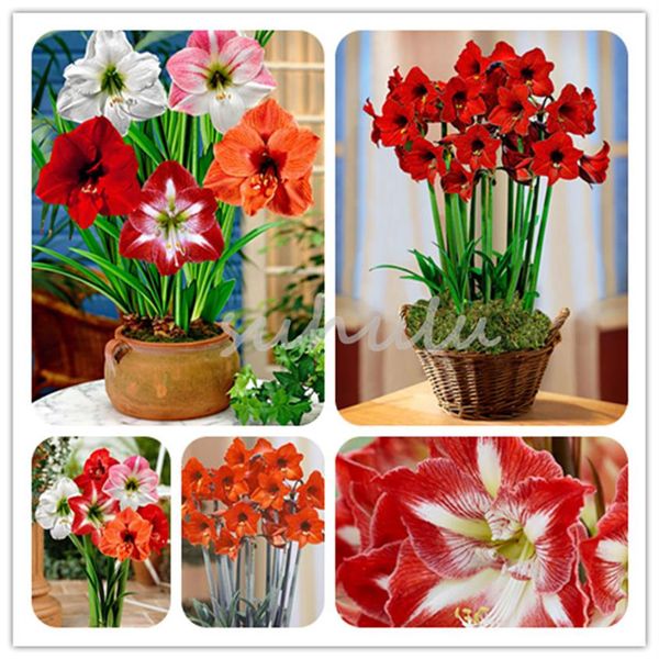100 pcs bag multi-color amaryllis seeds not bulbs bonsai flower hippeastrum seeds for home & garden lily flower pot plants263r
100 pcs bag multi-color amaryllis seeds not bulbs bonsai flower hippeastrum seeds for home & garden lily flower pot plants263r