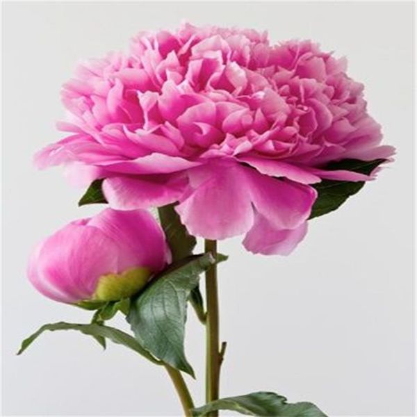 15 pcs peony tree indoor bonsai plant seed colorful double blooms rare chinese peony flower seeds for home garden 230a
15 pcs peony tree indoor bonsai plant seed colorful double blooms rare chinese peony flower seeds for home garden 230a