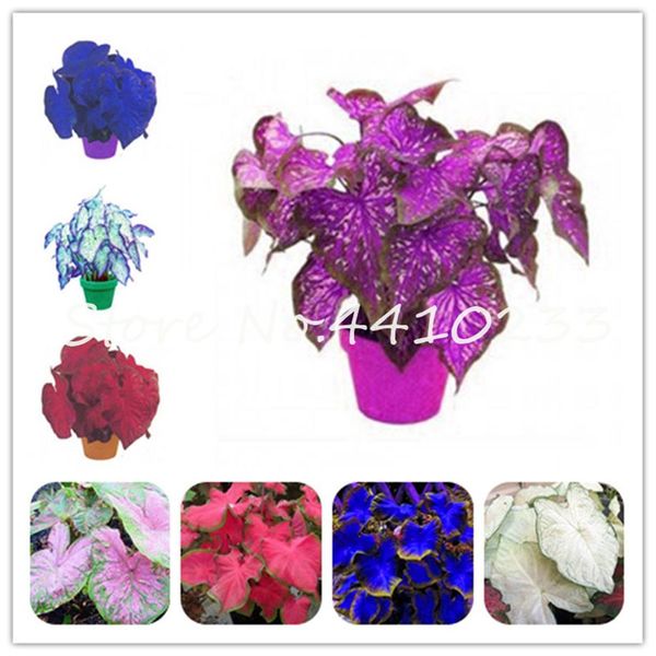 500 pcs colorful caladium dwarf bonsai plant seeds burnt rose elephant ear beautiful bonsai flower potted plants for home ga1671
500 pcs colorful caladium dwarf bonsai plant seeds burnt rose elephant ear beautiful bonsai flower potted plants for home ga1671