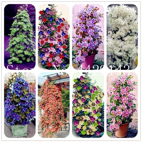 200pcs seeds clematis bonsai flower clematis vines bonsai flower climbing clematis plants for home garden purify the air284l
200pcs seeds clematis bonsai flower clematis vines bonsai flower climbing clematis plants for home garden purify the air284l