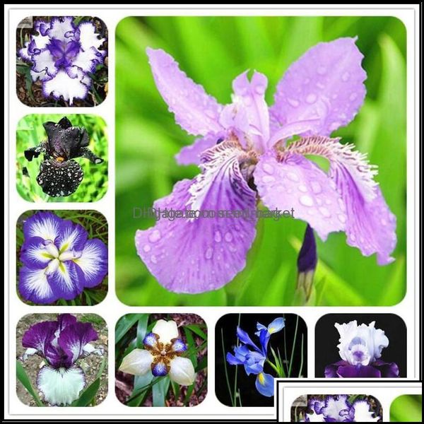 other garden supplies patio lawn home 100pcs/set rare orc seeds mixed iris orcs indoor plants beautif planting bonsai flowers semilla dhlnd
other garden supplies patio lawn home 100pcs/set rare orc seeds mixed iris orcs indoor plants beautif planting bonsai flowers semilla dhlnd