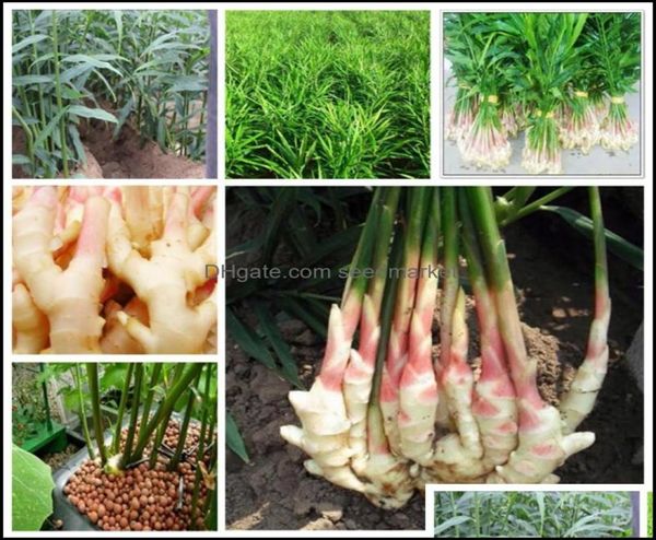 garden decorations patio lawn home 200pcsset seeds christmas plant flowers bonsai flower gift ginger vegetab ottzb2255828
garden decorations patio lawn home 200pcsset seeds christmas plant flowers bonsai flower gift ginger vegetab ottzb2255828