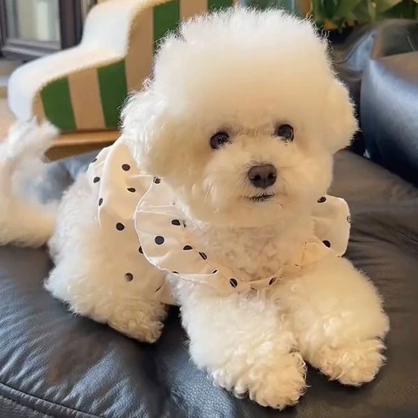 T00182 Dog Summer C… - image