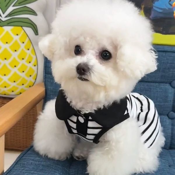 T00190 Dog Clothes … - image