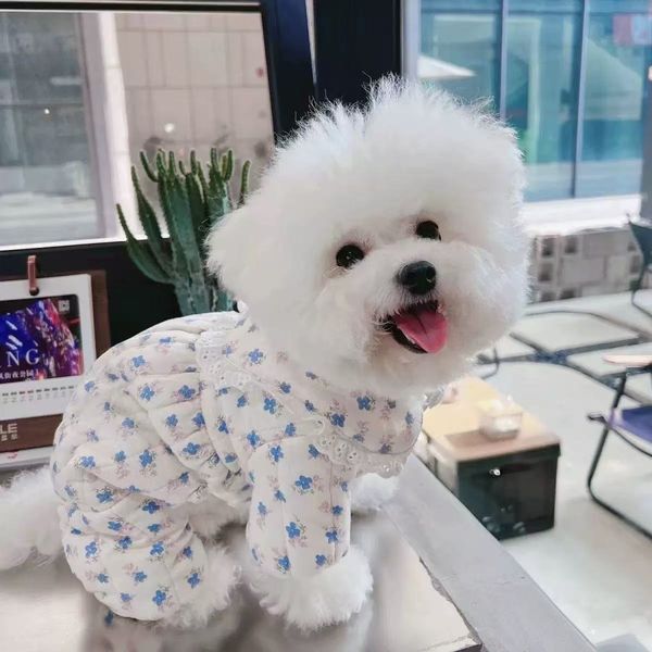 T00241 Elegantcanin…