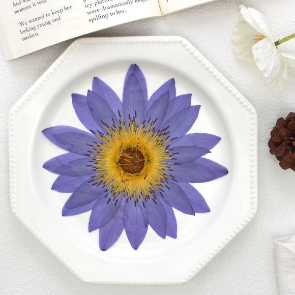Pressed Water lilies large flower,dry flower embossed real plant DIY drip glue plant photo frames crafts decoration,1pcs,8-15cm