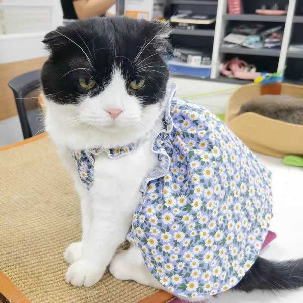 Cats Summer Product…