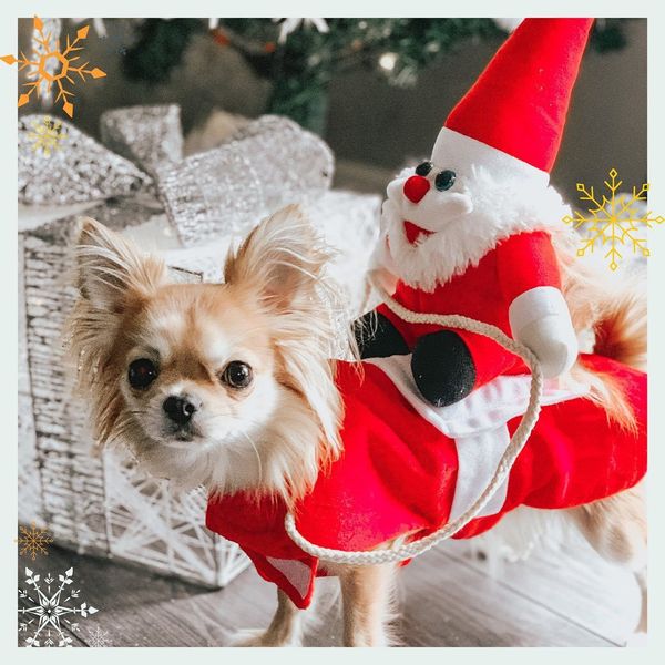 Christmas Pet Attir… - image