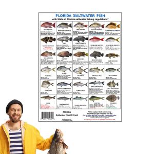 Accessoires Floride Saltwater Fish Identification Carte Fish Espèmes Guide avec aimants Identifier la Florida Waters Rules Card pour la pêche