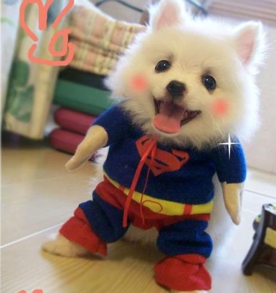 pet-dog-pet-cat-clothes-superman-dress-w