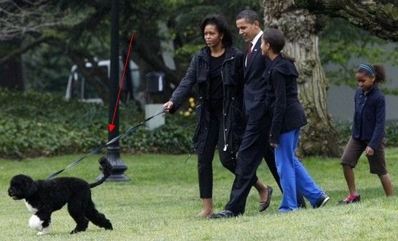 Buy Cheap In Dogs