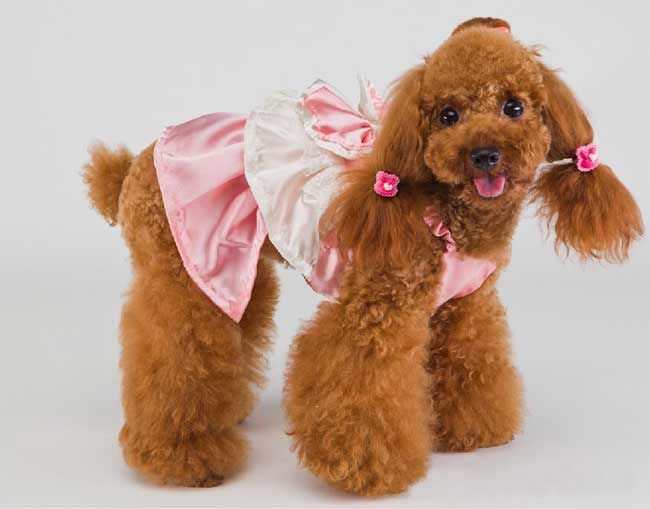 2017 Pet Dog Girl Cute Dress Sweet Apparel Costume Clothes Clothings