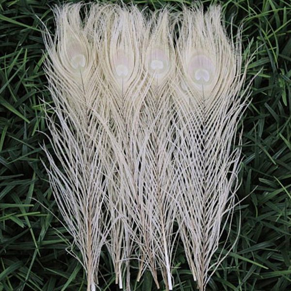 White Peacock Tail Feathers 100pcs/lot Bulk Peacock Feathers 10-12"(25-30cm) Elegant Decorative Materials Real Peacock Feathers Plume
White Peacock Tail Feathers 100pcs/lot Bulk Peacock Feathers 10-12"(25-30cm) Elegant Decorative Materials Real Peacock Feathers Plume