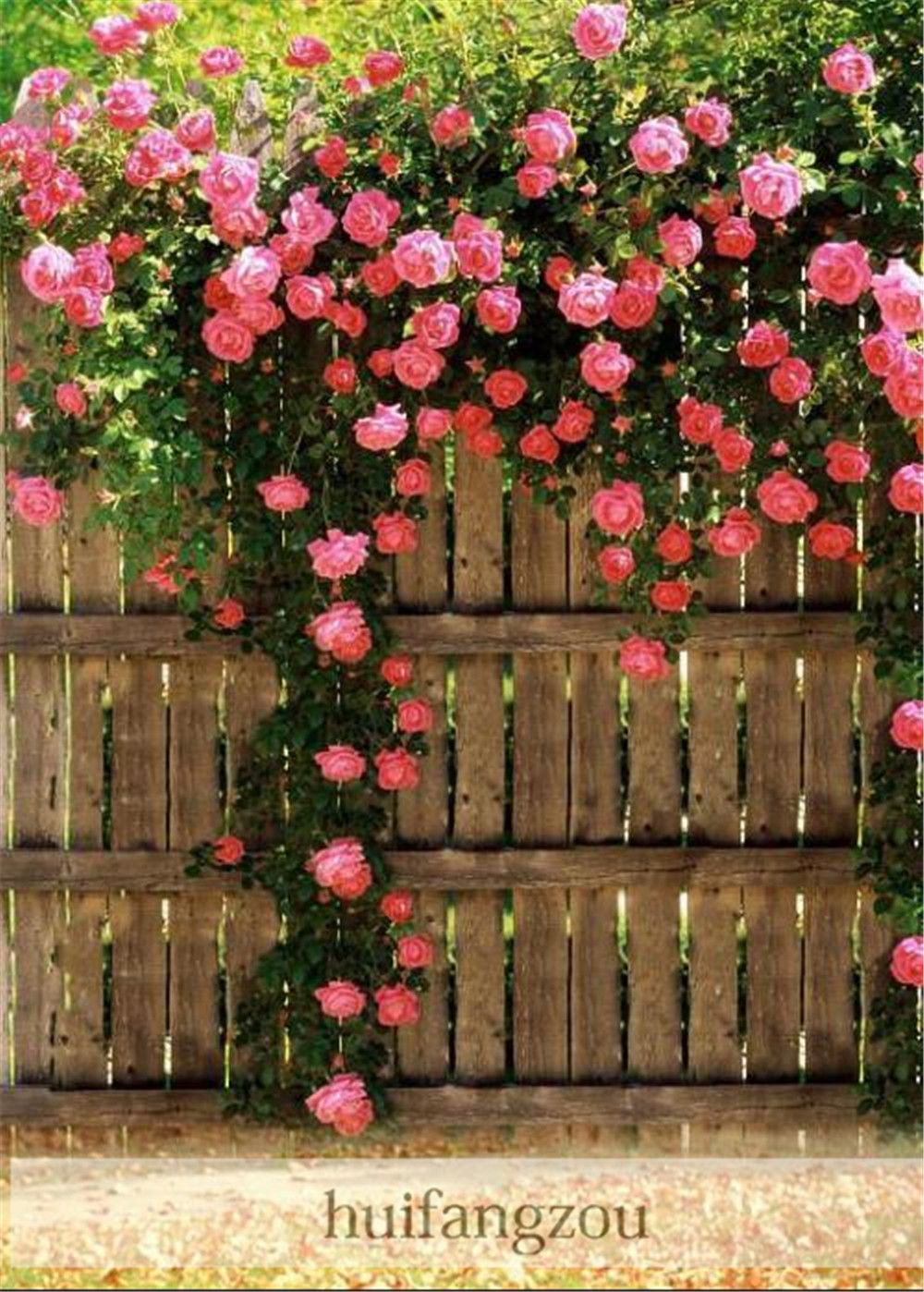 Hot Sale 100 Seeds Climbing Rose Seeds Plants Spend Climbing Roses Seed
