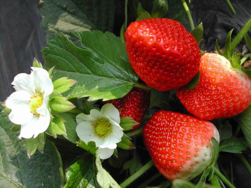 2017 Strawberry Seedsheirloom Non Gmo Strawberry Seeds Packed In 2013
