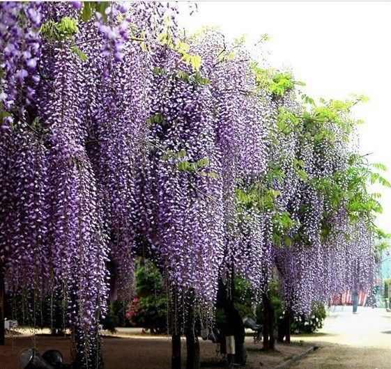 45pcs/bag hot selling Purple Wisteria Flower Seeds for DIY home garden 
45pcs/bag hot selling Purple Wisteria Flower Seeds for DIY home garden