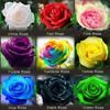 THIS INCLUDE 9 PACKS EACH COLOR 60 SEEDS Mix total 500seeds CHINESE ROSE SEEDS - Rainbow Pink Black White Red Purple Green Blue Rose Seeds
THIS INCLUDE 9 PACKS EACH COLOR 60 SEEDS Mix total 500seeds CHINESE ROSE SEEDS - Rainbow Pink Black White Red Purple Green Blue Rose Seeds