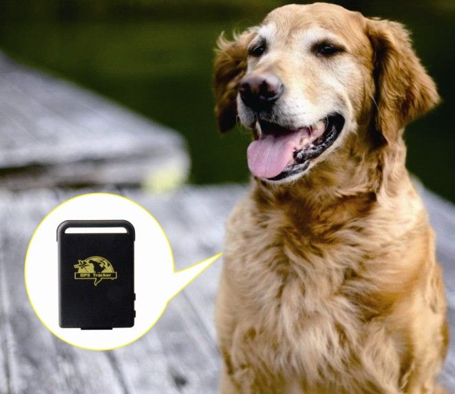 2017 Mini Car Gps Tracking Dog Tk102b With Google Map On Mobile Phone