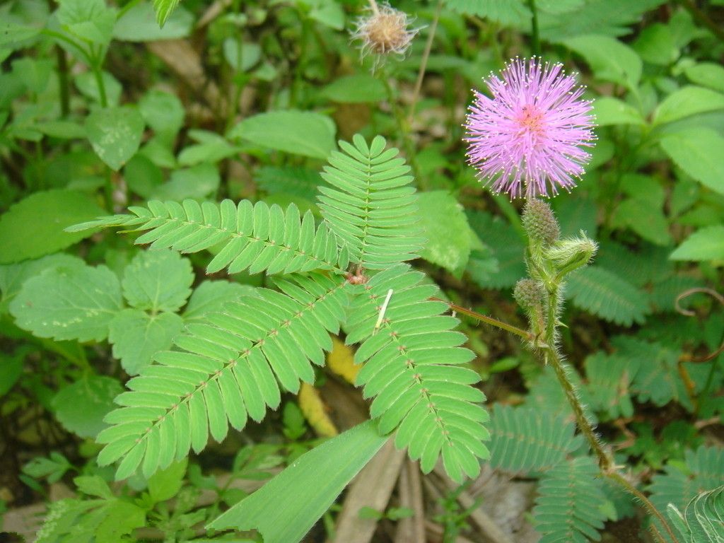 2017 Sensitive Plant Mimosa Pudica Seeds Magic Touch Plant