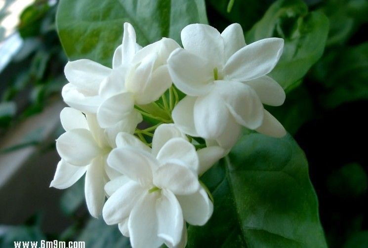 *5$ Free Shipping * 60 Seeds DIY Beautiful Jasmine, Jasmine flower seeds Home & Garden A++
*5$ Free Shipping * 60 Seeds DIY Beautiful Jasmine, Jasmine flower seeds Home & Garden A++