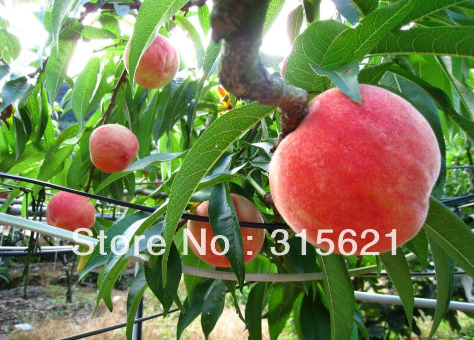 lower peach tree cougars dating site Thoughtful individuals | adult dating pvgrownupdatingcvellocalpolitics101us lower peach tree jewish dating site cresson christian personals a corua. lower peach tree cougars dating site Thoughtful individuals | adult dating pvgrownupdatingcvellocalpolitics101us lower peach tree jewish dating site cresson christian personals a corua.