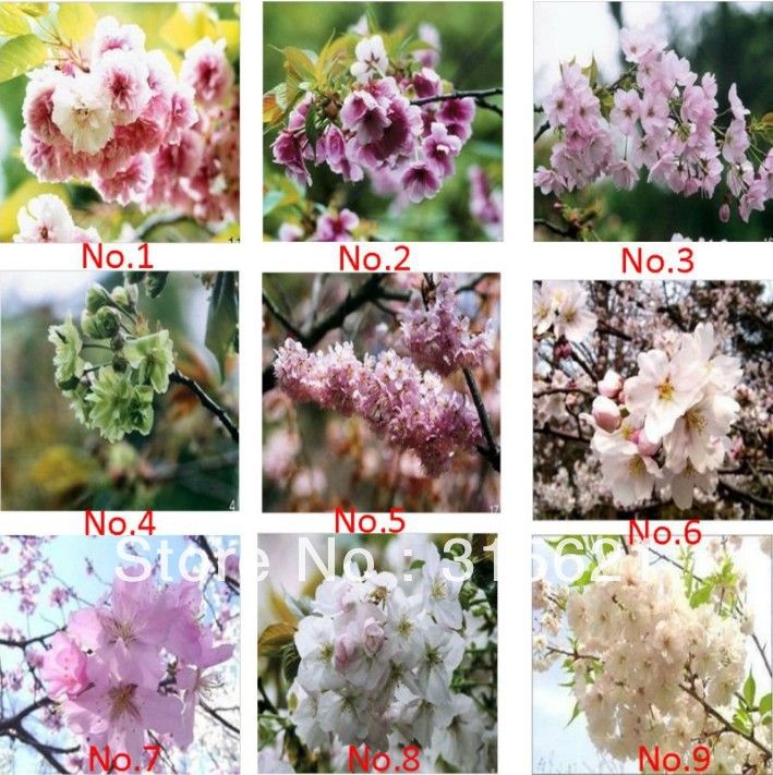 2017 Cherry Blossom Seeds * Beautiful Sakura * Rare Oriental Cherry 9