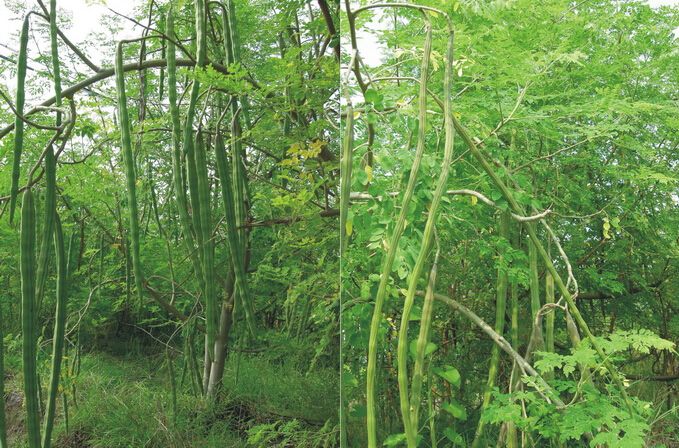 Diy Home Garden Plant Drumstick Tree Miracle