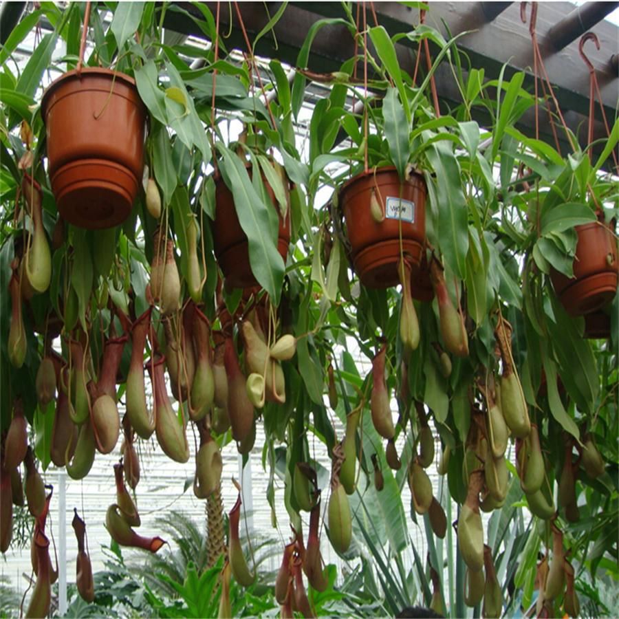 Pitcher Common Nepenthes Eat Chinese Caterpillar Fungus