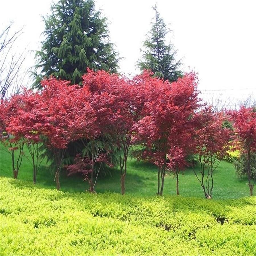 planting a maple tree 2017 maple tree planting seedling garden plants height30 50cm feathers from cn1001089116 planting a maple tree 2017 maple tree planting seedling garden plants height30 50cm feathers from cn1001089116