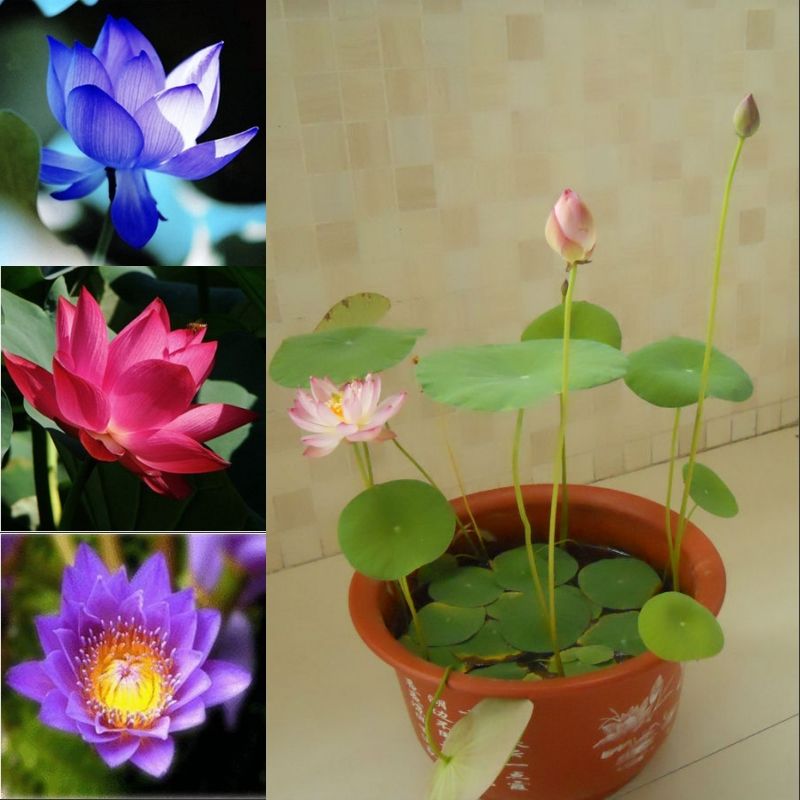 Nelumbo Nucifera Seeds Mini Lotus Seeds Small Water Lily Seeds
