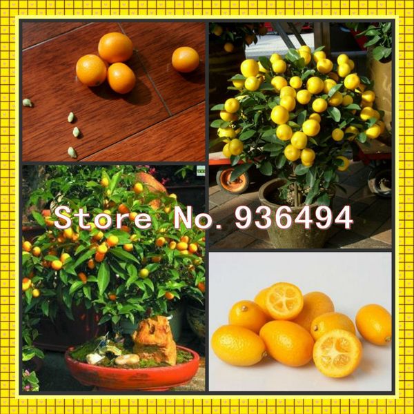 High-grade bonsai trees, 50PC Mini Oscars orange seeds, delicious fruit seeds, little golden orange seeds
High-grade bonsai trees, 50PC Mini Oscars orange seeds, delicious fruit seeds, little golden orange seeds