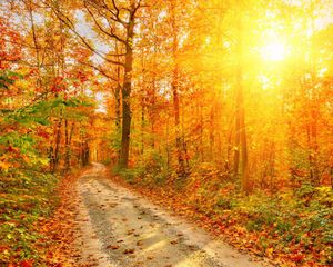 Toile de fond d'automne pour la photographie de route de campagne, belles feuilles d'érable rouge orange, soleil d'automne, fond d'écran panoramique pour séance photo en studio