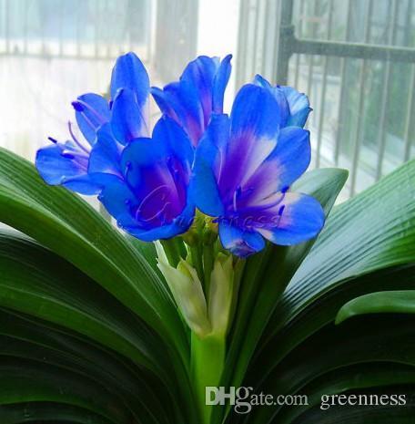 Wholesale 8 Different Colors Available Heirloom 1 Clivia Seeds Flower