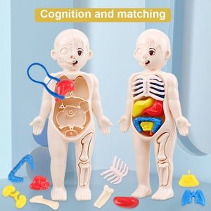 Cajas de almacenamiento 14 unids / set Modelo de órgano humano Niños DIY ensamblados Ciencia temprana y juguetes educativos 230920