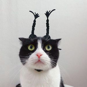 Disfraces para gatos Gorros divertidos Internet Celebridades Mascotas Gatos Sombrero Lindo Cumpleaños Aderezo navideño