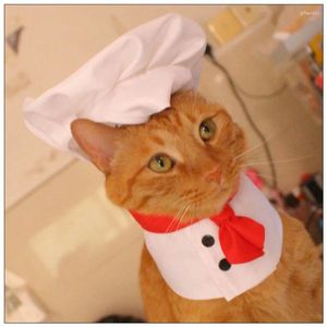 Disfraces de gatos cocinando mascotas king gat chef Cats perros