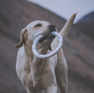Jouets pour chiens colorés produits de formation pour animaux de compagnie résistance à la morsure anneau ETPU chiot jouet à mâcher chiens anneau de dentition fournitures M536B taille S
