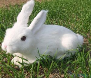 mignon réaliste lapin blanc lapin en peluche de simulation animal bunny jouet fourrure en plastique décoration de maison 34 cm x 25cm dy800362475233