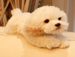 Mignon doux animal maltais chien en peluche mini peluche couché animaux chiens de compagnie poupée bébé cadeau voiture décoration 35x12x14 cm DY501382837025