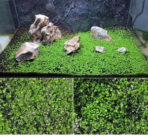 Décorations graines de plante d'aquarium 10g inflorescence en forme de langue calleuse partielle fleur facile à cultiver la plante aquatique graine de graines de poisson pelouse décorat pour 30x30 cm