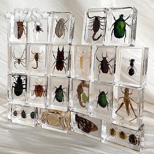 Figurines décoratives 12 pièces Lot insectes en résine spécimen insectes Collection presse-papiers Arachnid Spec décoration accessoires pour la maison aléatoire