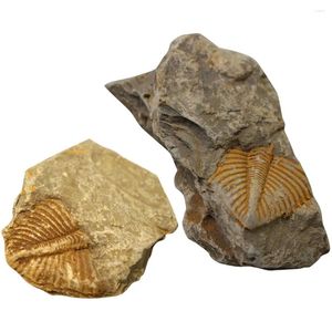 Figurines décoratives, 2 pièces, Trilobite fossile, animaux de l'océan, modèle d'échantillon, décoration d'échantillon de roche, ornement pour étudiant