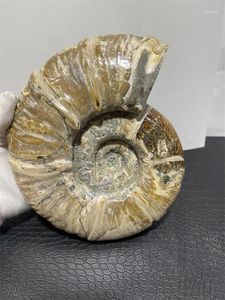 Figurines décoratives 3,3 kg, rare irisé, coquille d'ammonite, spécimen de gemme de guérison