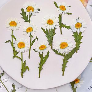 Flores decorativas 1000 Uds embalaje a granel Margarita blanca con tallos flor para pegatina lámpara de mesa decoración al por mayor