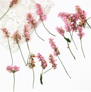 Fleurs décoratives 120 pièces pressées séchées 4-6 cm rose sarrasin fleur plante herbier pour bijoux carte postale carte d'invitation étui de téléphone signet