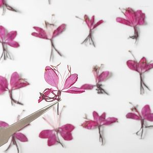 Fleurs décoratives 120pcs pressés Gaura séchés Lindheimeri Engelm Flower Plants Herbarium pour les bijoux en résine époxy fabriquant un maquillage nail art