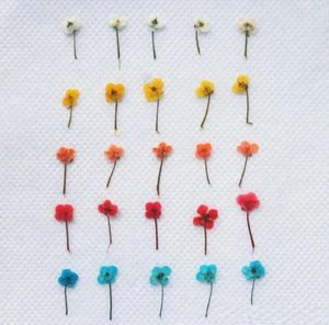 Fleurs décoratives 120pcs Mini Lobularia Maritima séchées pressées Herbier de plantes à fleurs pour la fabrication de cartes d'invitation de carte postale de bijoux